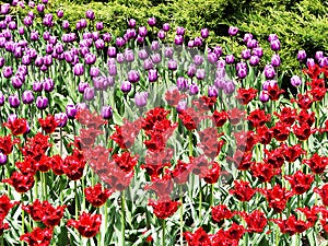 Canadian Tulip Festival, Ottawa. Tulips fringed Barbados and Tulips Triumph hotpants in one field