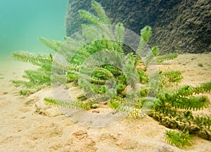 Canadian waterweed vegetation on lake bottom