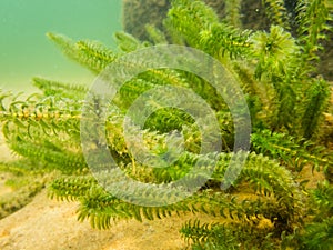 Canadian waterweed vegetation on lake bottom close-up shot.