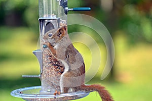 Canadian Wild Brown Squirrel