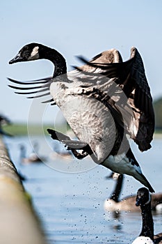 wild goose landing near to other birds