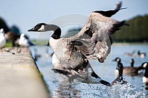 canadian wild goose landing