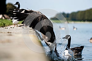 canadian wild goose landing