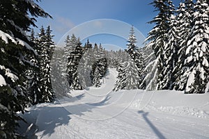 Canadian Winter Big firs path Snow Admire Landscapes