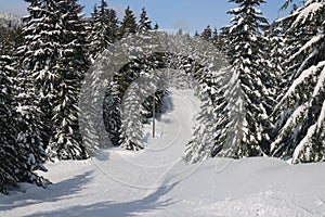 Canadian Winter Big firs path Snow Admire Landscapes