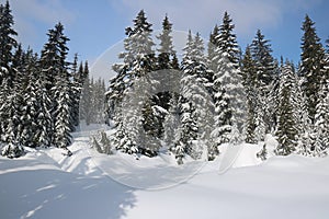 Canadian Winter Big firs Snow Admire Landscapes