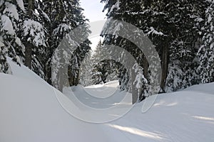 Canadian winter long path snow admire landscapes