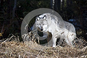 Canadian Wolf