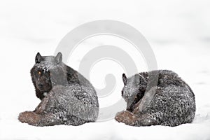 Canadian wolves lying on snow during a blizzard