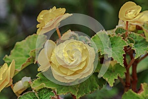 Canadian Yellow Rose