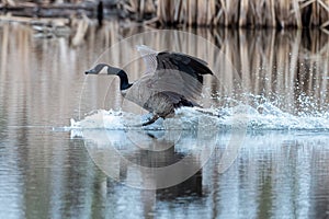 Canadien Goose coming to splashing landing in a marshy pond