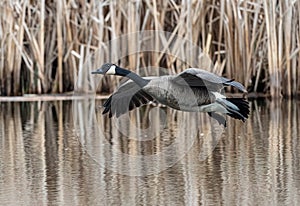 Canadien Goose coming to splashing landing in a marshy pond