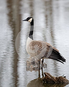 Canadien Goose wades in the water of a marshy pond
