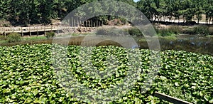 Canakkale Turkey Nilüfer lake, fine for plucking flowers here is 100 usd