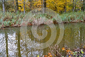 Canal bank reflections