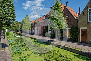 Canal with swans in the old village of Maasland, Netherlands