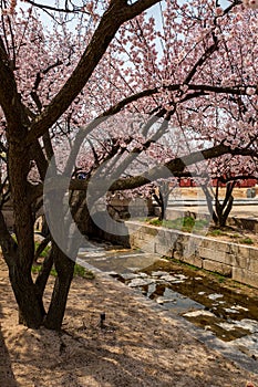 Canal by the entrance of Changgyeonggung Palace in Honghwamun Area with Cherry blossom, Seoul, South Korea
