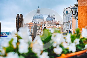 Canal Grande with Venice gondola and Basilica di Santa Maria della Salute in Venice, Italy. Spring defocused flower in