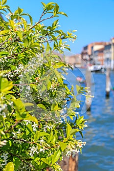 Canal Grande - Venice, Italy, Flowers