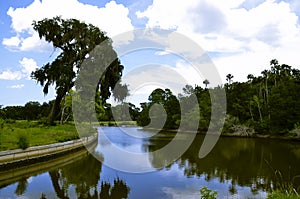 Canal with large tree on side.