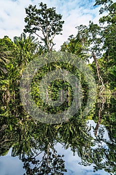 Canal in the national park of Tortuguero with its tropical rainforest along the Caribbean Coast of Costa Rica,