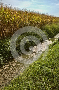 Canal next to a maize field covered by algae
