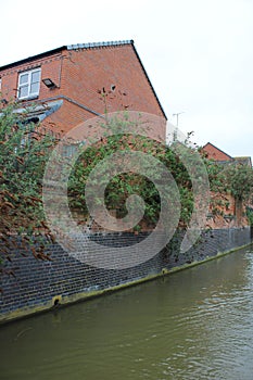 Canal river with tall brick wall, Large buddleia plants growing out of wall