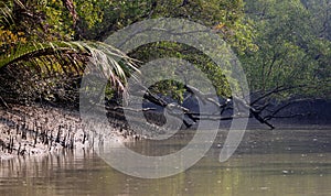 A canal in Sundarbans