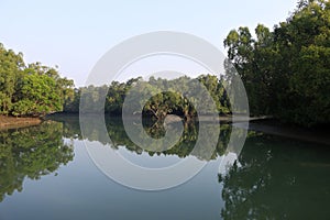 A canal in Sundarbans