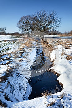 Canal with water on a snow-covered meadow with trees, winter view in Zarzecze, eastern Poland