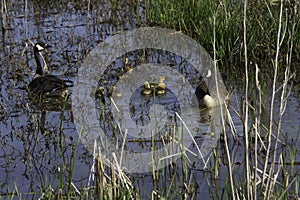 Cananda Geese with Goslings swimming in a marsh