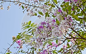 Cananga flower (Cananga odorata)