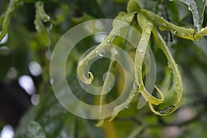 cananga flower with drop of water after rain