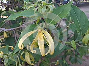 cananga flower that grows in Asia