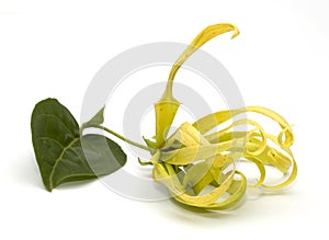 Cananga flower isolated