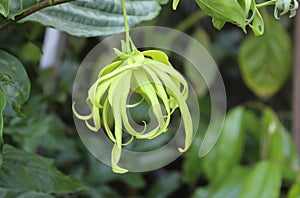 Cananga Flower or Ylang-ylang