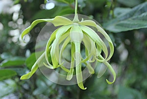 Cananga Flower or Ylang-ylang