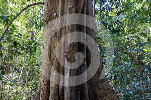 Cananga latifolia tree