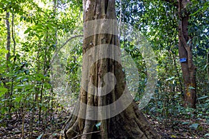 Cananga latifolia tree