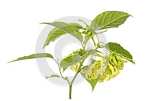 Cananga oborata Ylang-ylang isolated on white background