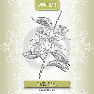 Cananga odorata aka ylang-ylang sketch