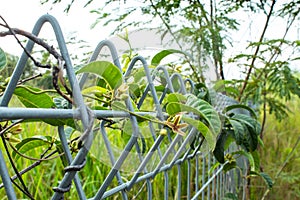 Cananga odorata on the fence made of wire.