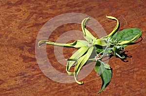 A cananga odorata flower, known as the cananga
