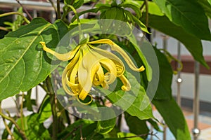 Cananga odorata flower with the leaf