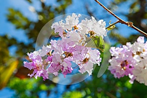 Cananga odorata flowers