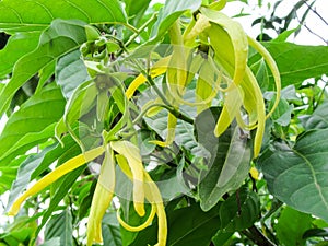 Cananga Odorata flowers growing on the tree. Tropical flowers. photo