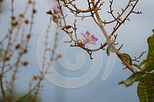 Cananga odorata flowers, Thai Flower Tabak