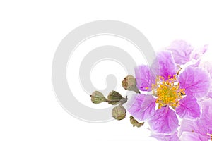 Cananga odorata flowers on white background