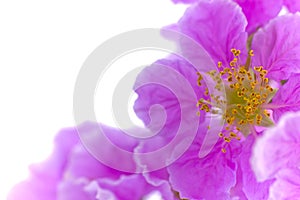 Cananga odorata flowers on white background