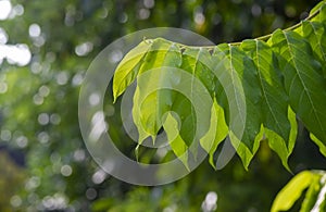 A cananga odorata green leaves, known as the cananga